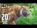 The tiger is back | Mirugaa | 4K (English Subtitle)