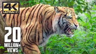 The tiger is back | Mirugaa | 4K (English Subtitle)
