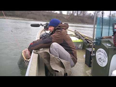 Video pesca siluro fiume Po-Paolo Lenzi-Luigi Castellini-Catfish of river Po-