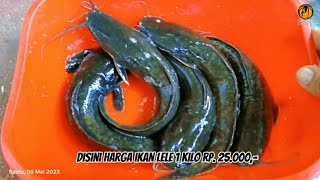 Download lagu Ikan Lele sekilo seharga Rp.25.000,- bisa dapat 5 ekor mp3