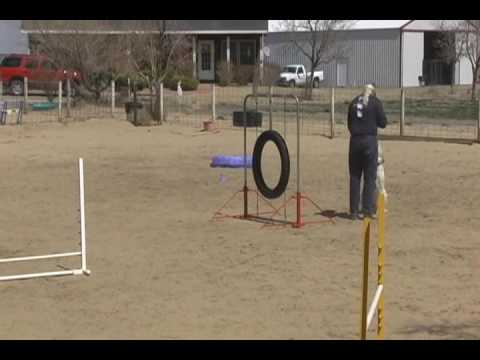 What it's Like to Run Spinone Agilty