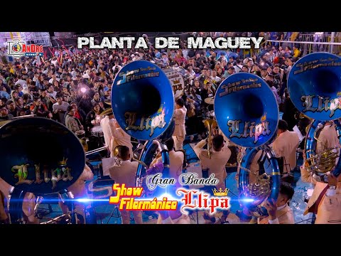 Banda SHOW FILARMÓNICA LLIPA ▶ Planta de Maguey / Día del Amigo