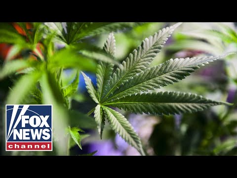 Experts SOUND ALARM on impact of cannabis as states legalize use