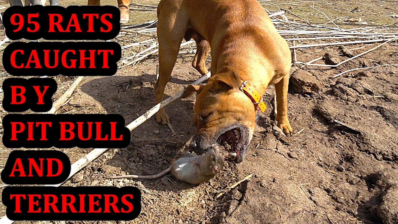 95 Rats at the Pheasant Farm!