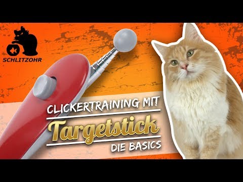 🔥Clicker training with target stick | Clicker training with cats | Teaching cats tricks and keepi...