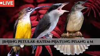 Download lagu masteran nilai tinggi | kapas tembak, pijantung pisang dan jinjing petulak mp3