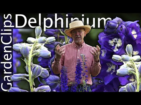 image-Can delphinium grow in shade?