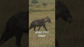 בלילה יוצאות כל החיות | הרב דניאל זר (הרב דניאל זר) - התמונה מוצגת ישירות מתוך אתר האינטרנט יוטיוב. זכויות היוצרים בתמונה שייכות ליוצרה. קישור קרדיט למקור התוכן נמצא בתוך דף הסרטון