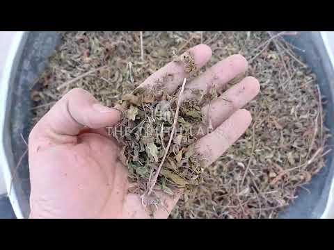 Tulsi dry extract (ocimum sanctum) (tulsi, holy basil) (trut...