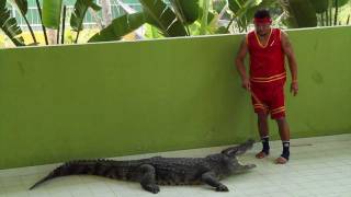 preview picture of video 'Mae Rim Crocodile Show'