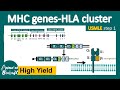 MHC gene expression | MHC polymorphism | HLA cluster | USMLE step 1