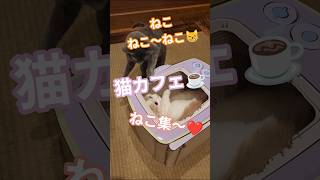 【大好きねこ集～】#ねこ#ねこかわいい#ねこのいる生活 #猫動画 #blog