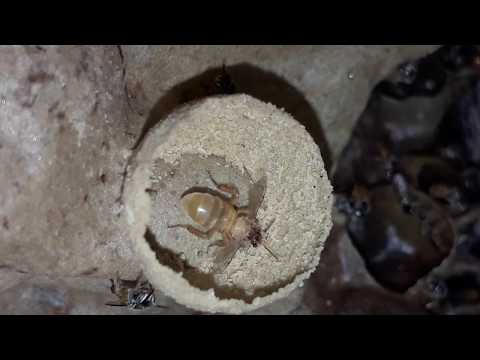 FLAGRANTE INCRÍVEL - Plebeia flavocincta.