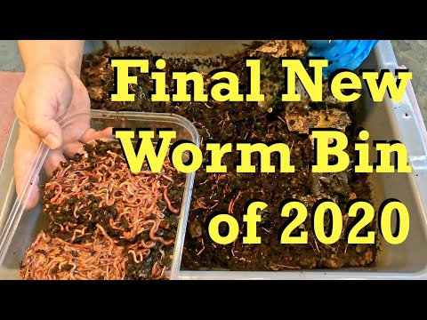 New bin launched with an estimated 1000 worms from a densely populated system - vermicomposting