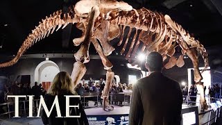 This Newly Discovered Dinosaur Makes T. Rex 'Look Like a Dwarf' | TIME