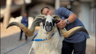 Download lagu Edyan‼️Harga Domba Garut Ini 100 Juta😳. Begini Tampangnya, Tanduknya Sampai 1 Meteran Di Bayongbong mp3
