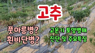 고추 풋마름병 흰비단병 고온기 토양병해 현장진단 및 주요특징 #홍성군농업기술센터