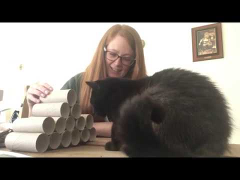 How to stop my cat getting bored - Cat enrichment