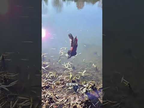 雞真的會飛嗎？#shorts | #紀錄片 #有趣  #creative