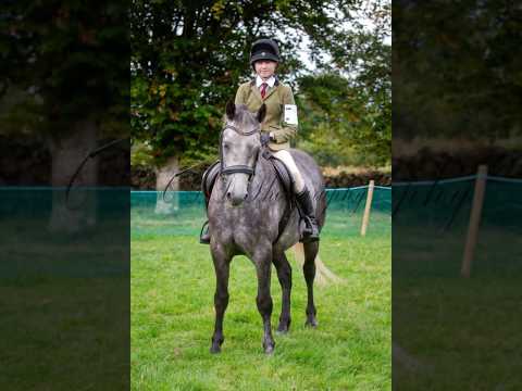 147cm grey Connemara gelding - Image 2