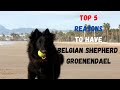 Top 5 reasons to have Belgian Shepherd Groenendael
