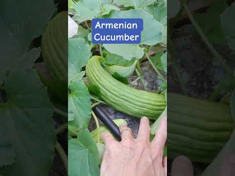 Armenian Cucumber: pickles
