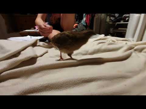 Pysion 🐔😃 Alexander quail 😍