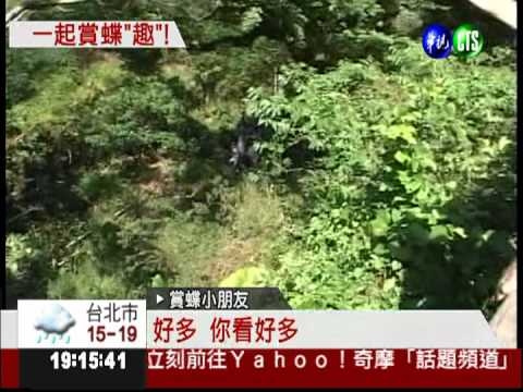 紫斑蝶來避冬! 來去賞蝶一日遊