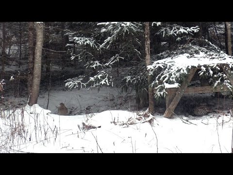 'A Pair Of Birch Partridge'.. (At 'The Green Bough Grouse Eatery')