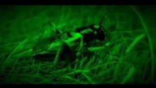 Download lagu suara jangkrik cocok buat masteran @asupanharianpositif01 mp3