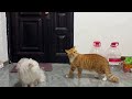 Funny Cat Videos 2025 Best Cat Compilation Ever