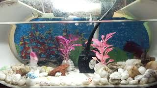 Download lagu Lampu Baru Akuarium Mini dan si ikan kecil mp3