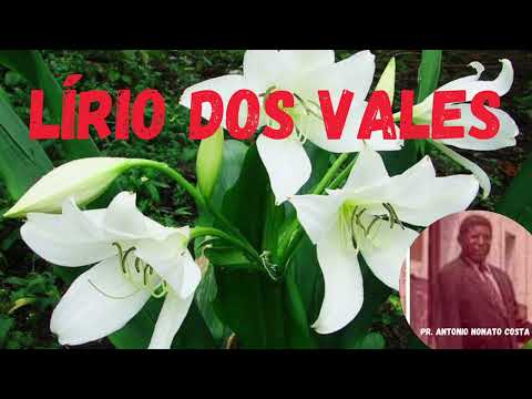 Lírio dos Vales - Pr. Antonio Nonato Costa