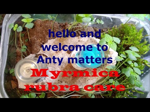 Myrmica rubra - Super care guide !