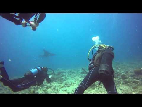 Plongée du 14/02/2016