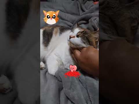 Mi gatita hermosa😍🐱 #chile #laligua #valparaiso #vregion #mascotas #gatos