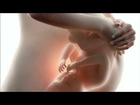 Menetes dari diet Menurunkan Berat Badan dengan kalium permanganat