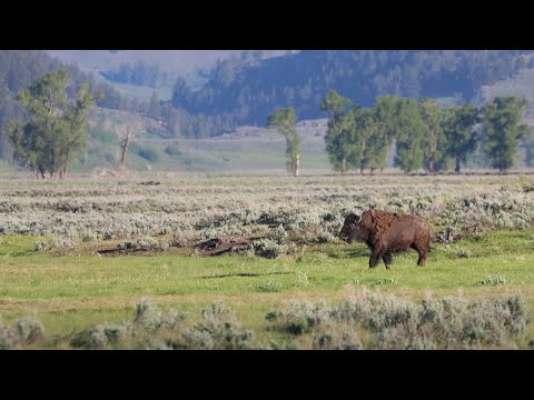 A Morning in Lamar Valley - Yellowstone NP: June 2021
