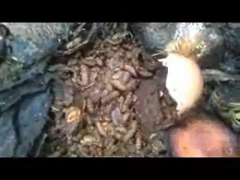 download lagu mp3 mp4 Biobin Was Ist Das, download lagu Biobin Was Ist Das gratis, unduh video klip Biobin Was Ist Das