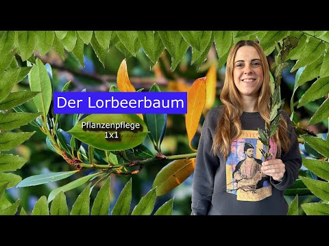 How to Care for a Bay Tree | Location, Watering & Pruning | Plant Care Basics