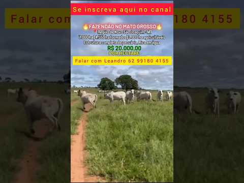 Fazendão em Novo São Joaquim MT #brasil #agro #fazenda #pecuarista #mercadoagricola