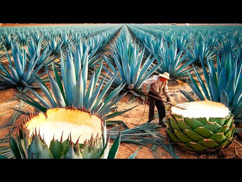 How Farmers Grow & Harvest Blue Agave for Premium Tequila | Making Tequila from Agave