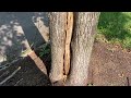 Carpenter Ants Badly Damaging Tree in New Egypt, NJ
