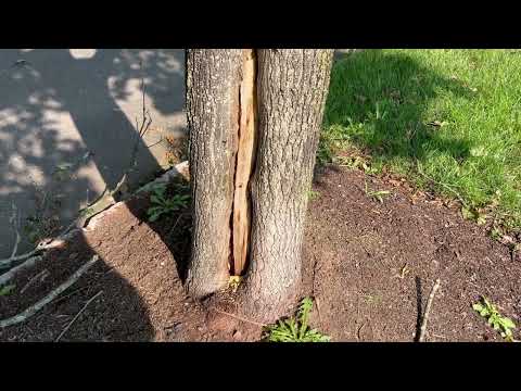 Carpenter Ants Badly Damaging Tree in New Egypt, NJ