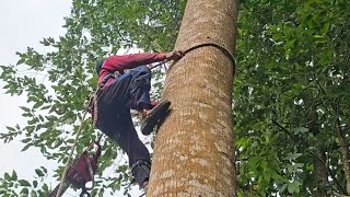 Cưa  cây  sao  siêu  khủng  ,Siêu  nhánh  ,Ở  núi  tô.  Cưa cây  kỷ thuật cao