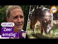 Wolf bijt boer en wordt doodgeschoten