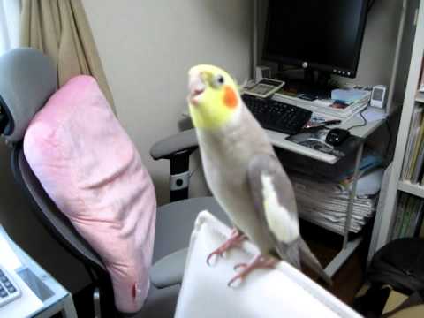 ドラえもんの歌（自分の歌のヘタさに途中で笑い出すオカメインコ）