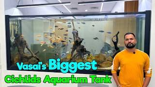 Vasai's Biggest Cichlids Aquarium Tank