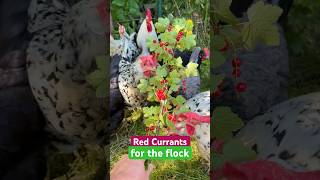 Rote Johannisbeeren für die Hühner! Red Currants for flock of Exchequer + Silverudds blå chickens!