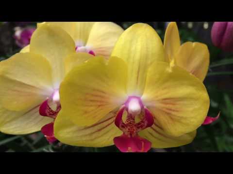 How to Water Phalaenopsis Orchids | Prevent Yellow Leaves
